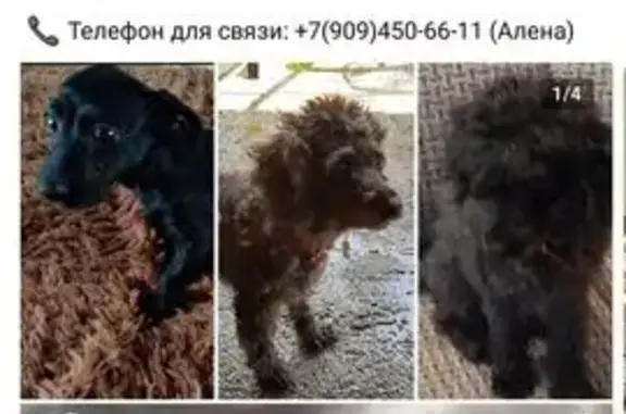 Пропала собака, ул. Турчанинова 8, Лабинск