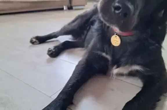 Пропала собака, ул. Ерёмина 45, Михайловск