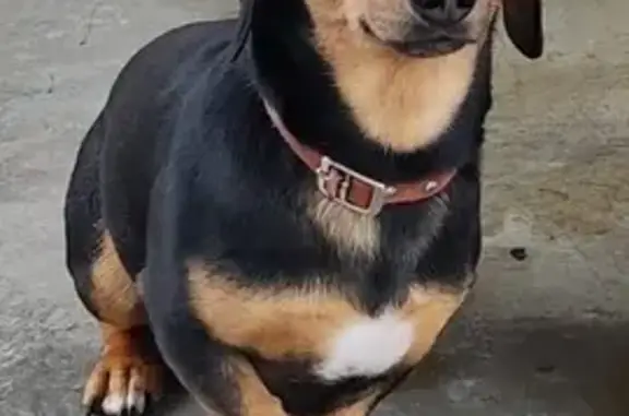 Собаки потеряшки, , фото: Потеряшка собака в Ольшанке, Саратовская обл.