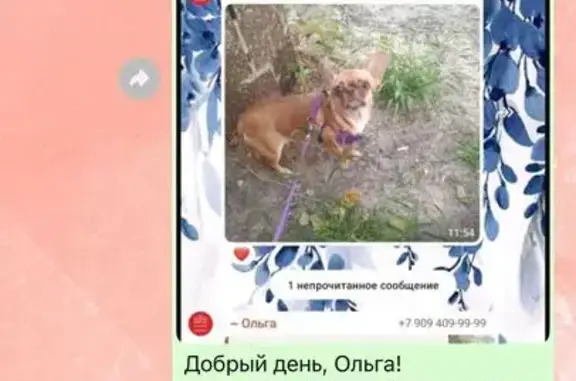 Пропала собака, Халтуринский пер. 9, Ростов