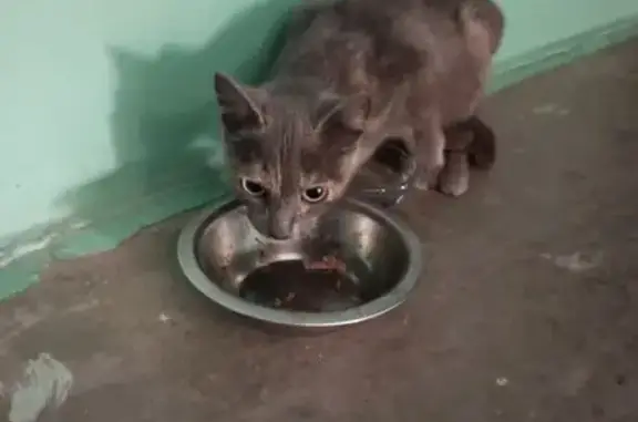 Найдена кошка, , фото: Кошка найдена: Удмуртская ул., 155, Ижевск