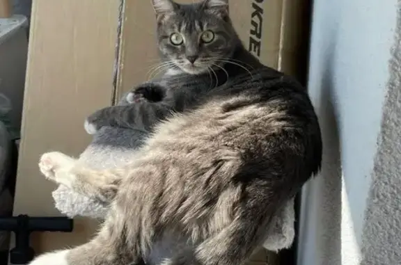 Пропала кошка, Ленинградская область