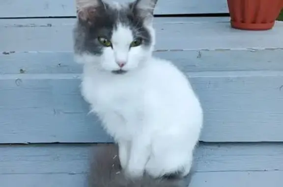 Найдена кошка, Новосибирская область, фото: Кошка найдена на Мичуринском, Новосибирск