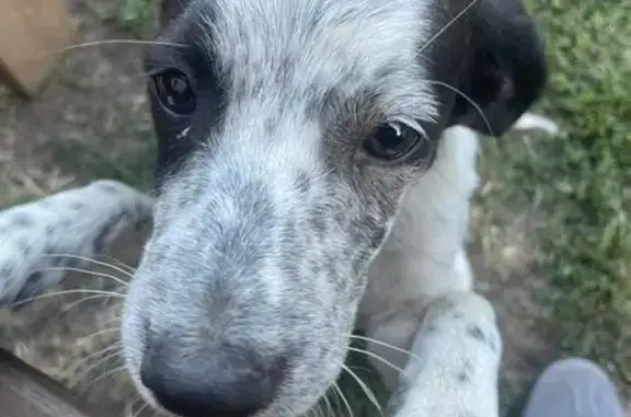 Щенок найден в Нововеличковской, Краснодарский край