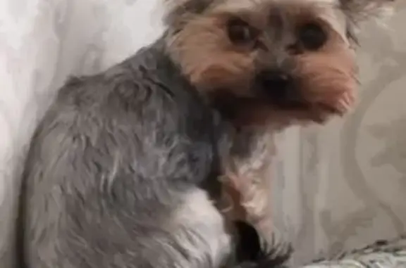 Собаки потеряшки, Пермский край, фото: Потеряшка йоркширский терьер в Кукуштане