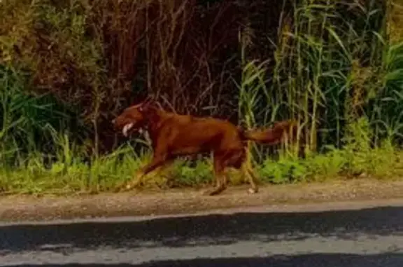 Собака найдена: Бухарестская ул., СПб