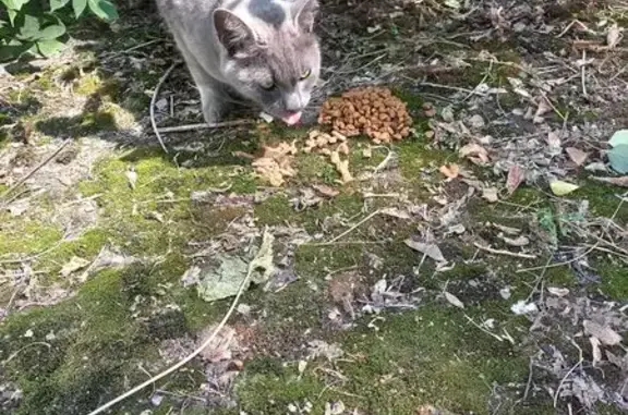 Найденные животные Курск, фото: Кошка найдена: пр. Кулакова, 39А, Курск