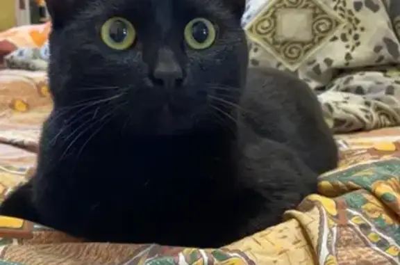 Пропала черная кошка, ул. Михалевича