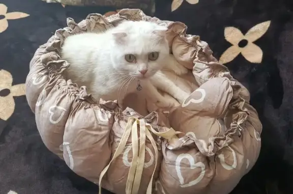Пропала кошка Нюша, Эртиль, Воронежская обл.