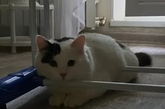 Кошки потеряшки, Саратов, фото: Потеряшка кошка, пр. Энтузиастов, 44Б