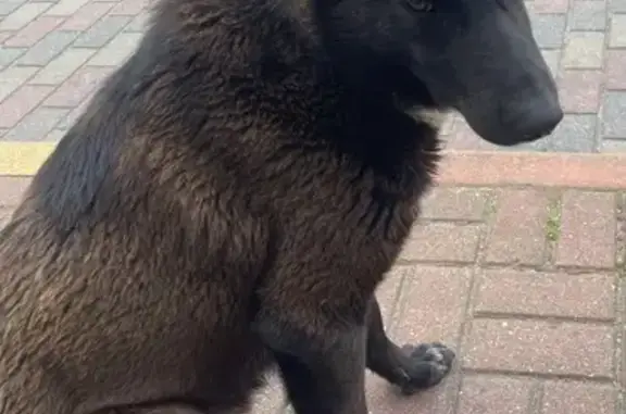 Найдена собака, ул. Талькова, 7А