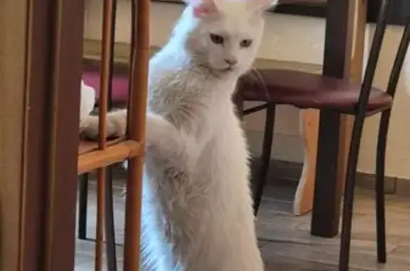 Кошки потеряшки, , фото: Потеряшка белая кошка, Севастопольская 28