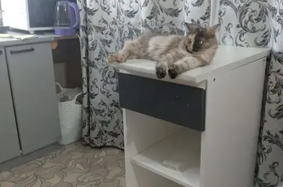 Кошки потеряшки, , фото: Потеряшка кошка, Шарыпово, Красноярский край