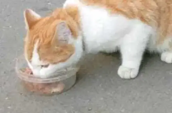 Кошка найдена: Герцена, 73, Вологда