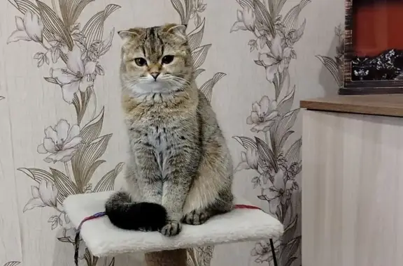 Пропала кошка, ул. Чичканова, 18, Тамбов