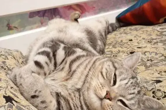 Кошки потеряшки, Кемеровская область, фото: Потеряшка кошка Бася, Калтан, Кемерово