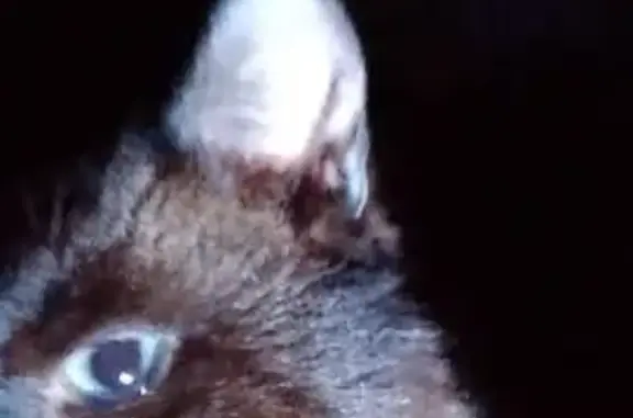 Пропала тайская кошка, Казачинская 37