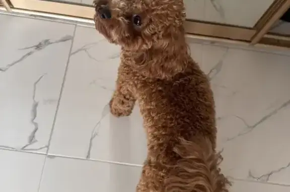 Найдена собака, , фото: Собака найдена у Симферопольского водохранилища