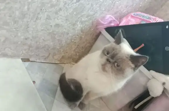 Кошки потеряшки, Токсово, фото: Потеряшка кошка, Токсово, 41К-066