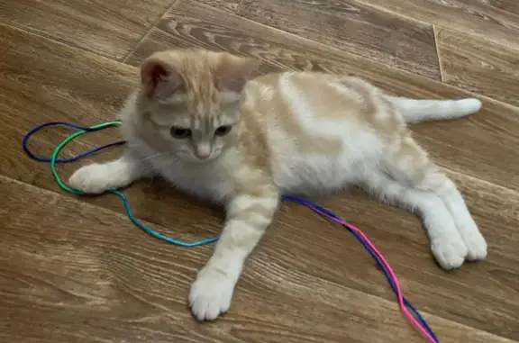 Найдена кошка, Ангарск, фото: Персиковая кошка найдена, Зурабова, Ангарск