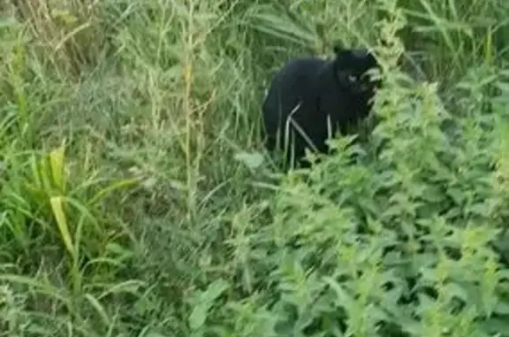 Найдена кошка на Тэцевской улице, Казань