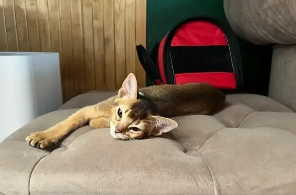 Кошки потеряшки, Санкт-Петербург, фото: Потеряшка собака, Комендантский пр. 64 к1