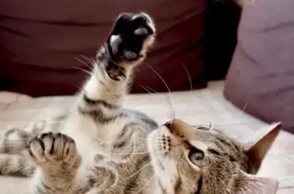 Найдена кошка, Ростов-на-Дону, фото: Кошка найдена у мусорки, пр. Солженицына