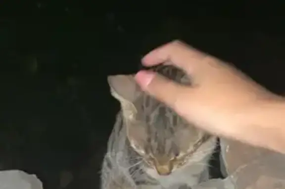 Найдена кошка, Краснодар, фото: Кошка найдена: Гимназическая 12, Краснодар