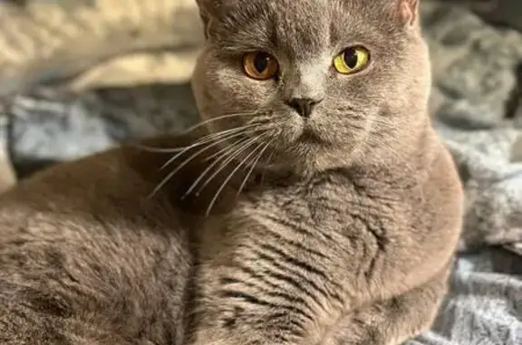 Кошки потеряшки, Нижегородская область, фото: Потеряшка кошка в Кстово (снт Нива)