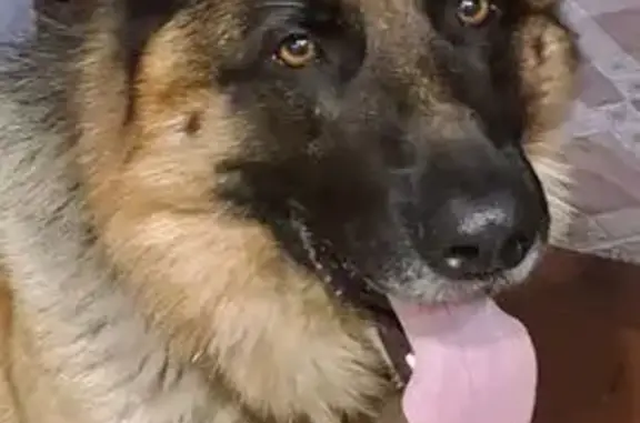 Пропала овчарка в д. Кокрять, Ульяновская обл.