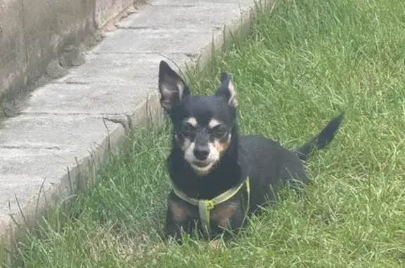 Найдена собака, Волгоградская область, фото: Найдена собака в Волжском, Волгоградская обл.