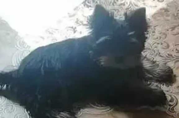 Пропала собака, Техническая 35, Полысаево