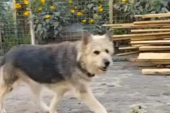 Собаки потеряшки, , фото: Потеряшка собака, Старая Купавна, МО