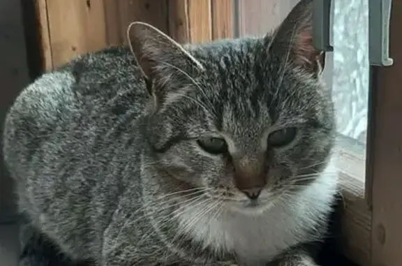 Кошки потеряшки, Московская область, фото: Потеряшка кошка в СНТ Дружба, д. Чепелево