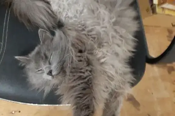 Пропала кошка, ул. Кутузова, 31, Уфа