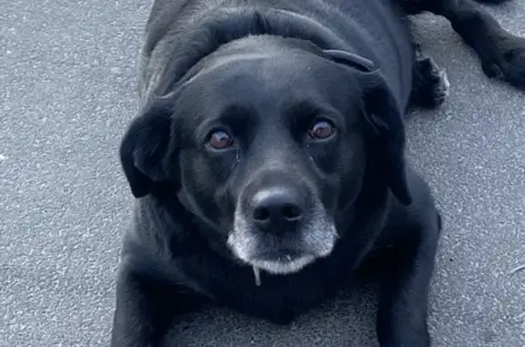 Собака найдена на Гражданской, Чебоксары