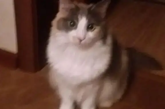 Пропала кошка, ул. Видова 157, Новороссийск