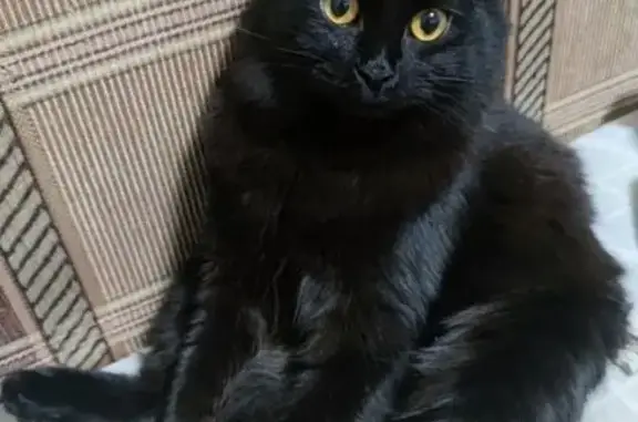 Пропала кошка, ул. Пехотинцев, Екатеринбург