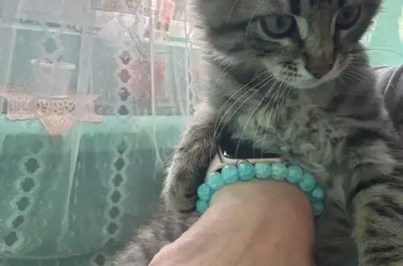 Пропала кошка, ул. Рихарда Зорге, 1, Казань