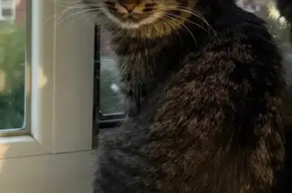 Кошки потеряшки, Екатеринбург, фото: Потеряшка кошка, Профсоюзная 43, Екатеринбург