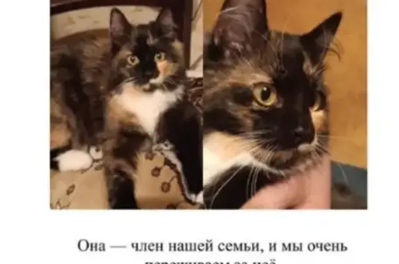 Кошки потеряшки, Москва, фото: Потеряшка кошка, Шарикоподшипниковская 26