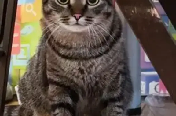 Кошки потеряшки, Прокопьевск, фото: Потеряшка кошка на Волжской улице, 8