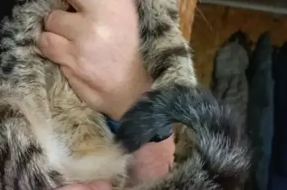 Найдена кошка, Грибки, фото: Кошка найдена: Ивовый тупик, 8Г, Грибки