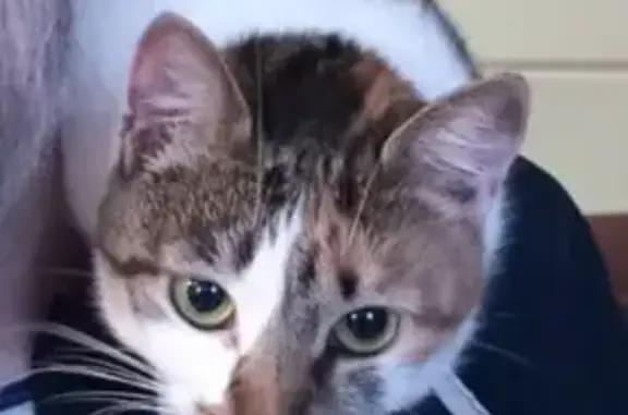 Кошки потеряшки, Ленинградская область, фото: Потеряшка кошка, Борисова Грива, ЛО