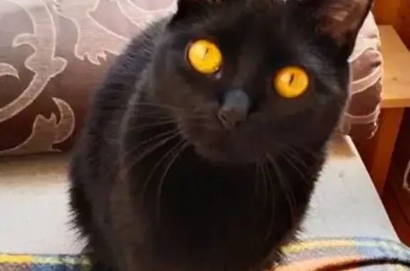 Кошки потеряшки, Пенза, фото: Потеряшка кошка, Володарского 9А, Пенза