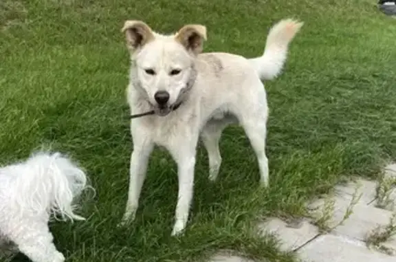 Найдена собака, Калининград, фото: Найдена собака на Солнечном бульваре
