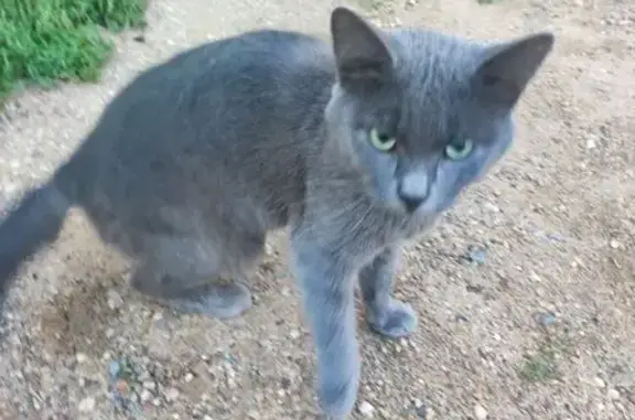 Найденные животные Кострома, фото: Кошка найдена: 3-й Сосновый пр., 10, Кострома