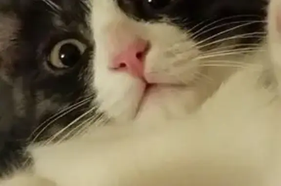 Потерянные животные Омск, фото: Пропала кошка, ул. Туполева, 1А, Омск