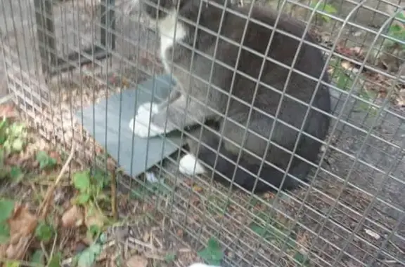 Найденные животные Петрозаводск, фото: Кошка найдена: Сортавальская 8, Птз.