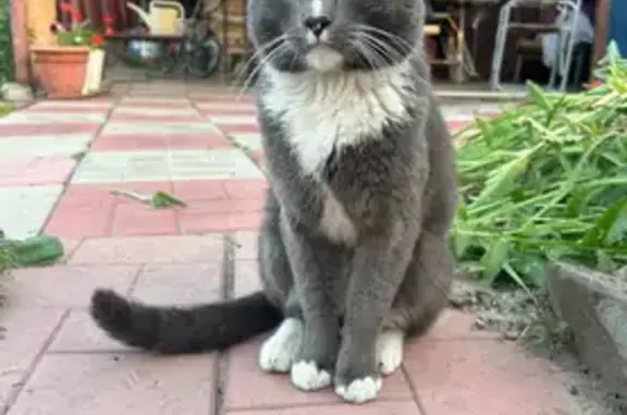 Пропала кошка, Мариинский пер., 29, Томск
